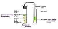 Experiment of Anaerobic Respiration