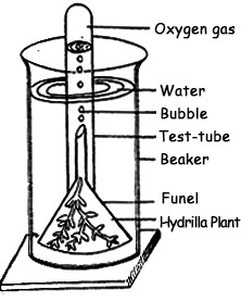 Experiment of Photosynthesis
