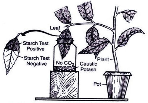 Experiment of Photosynthesis