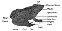 External Morphology of Toad