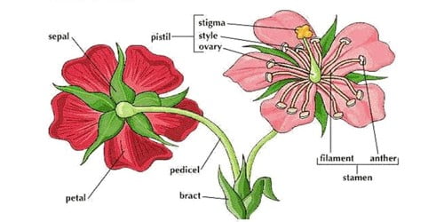 Flowers According to Presence of Bracts