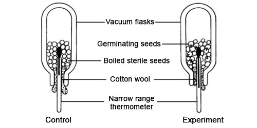 Experiment to Prove that Heat is Evolved during Respiration