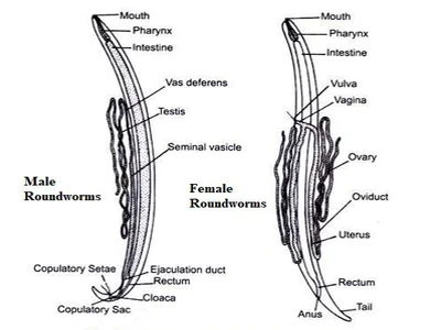 Male and Female Roundworms 1