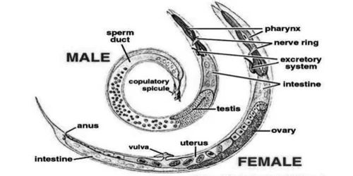 Difference between Male and Female Roundworms