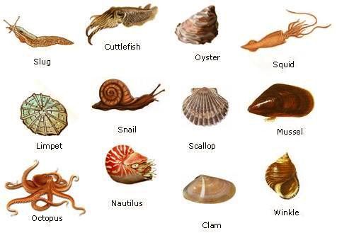 phylum mollusca examples class 11