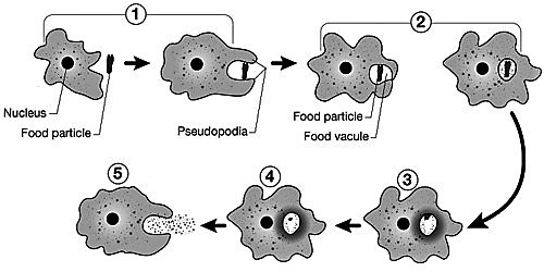 Nutrition Process of Amoeba