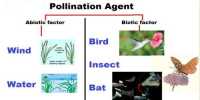Pollinating Agents
