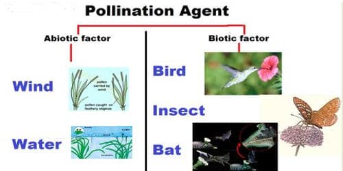 name the part of flower which attracts pollinating agents