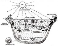 Pond Ecosystem - QS Study