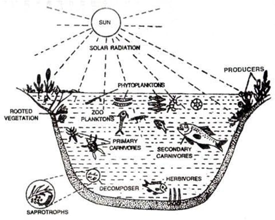 Pond Ecosystem: Types, Food Chain, Animals and Plants | Ecosystems, Food  animals, Food chain