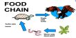 Types of Food Chain in Ecology