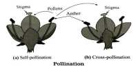 Significance of Self-pollination