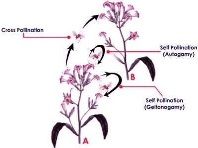 Self-pollination and Cross-pollination 1
