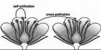 Differences between Self-pollination and Cross-pollination