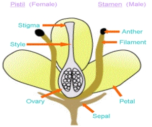 Sexual Reproduction