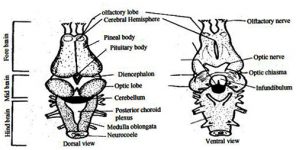 Toad's Brain Structure - QS Study