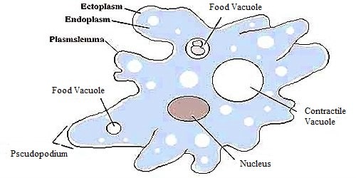 Unicellular Organisms of Amoeba