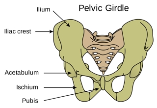 Pelvic Girdle Diagram Labeled