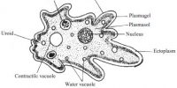 Body Structure of Amoeba