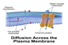 Diffusion through Membrane - QS Study