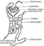 Excretion Process of Toad - QS Study