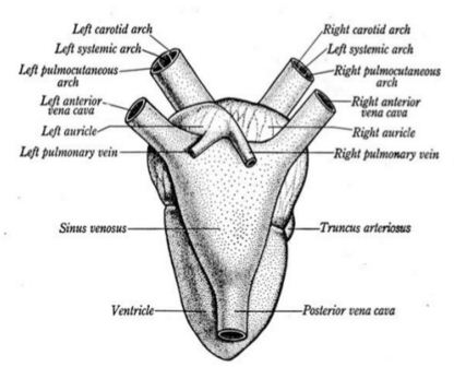 Heart Circulatory System of Toad - QS Study