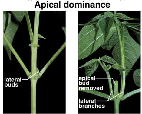 what is apical dominance class 10