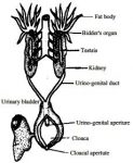 Male Toad Reproductive System - QS Study