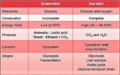 aerobic and anaerobic respiration 1