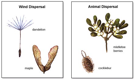 Dispersal of Fruits and Seeds - QS Study