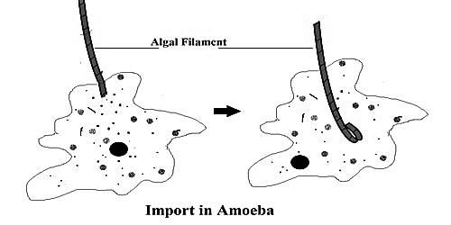 import in amoeba