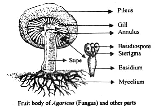 Agaricus Diagram