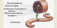 Body Wall and Body Cavity of Earthworm