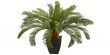 Why is Cycas Called a Living Fossil?