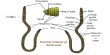 External Features of Earthworm