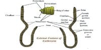 External Features of Earthworm