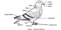 External Features of Pigeon