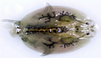 Fish lice