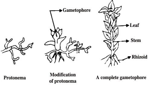 moss protonema diagram