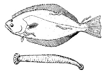 Leech of fish