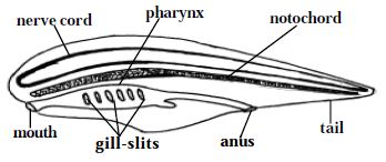 Diversity of Chordates - QS Study