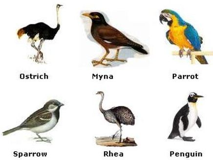 aves animals