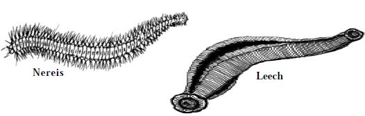 Phylum Annelida