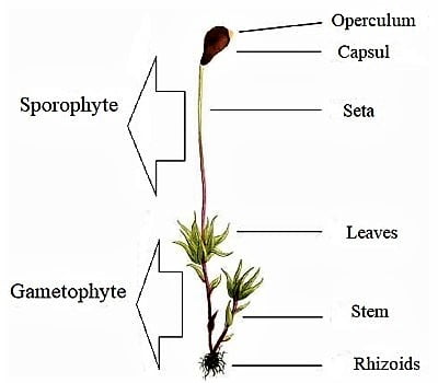 diagram of Sporophyte of Moss