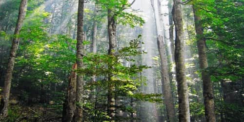 Importance of Forest Regions for Maintaining Ecological Balance