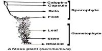 labelled diagram of Sporophyte of Moss