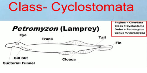 Explain on Class Cyclostomata