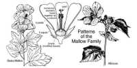 Identifying Characteristics of Malvaceae Family