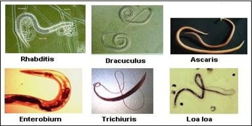 Parazita tabletták listája. Aschelminthes kép
