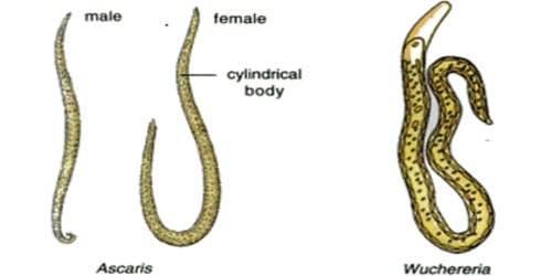 aschelminthes ascaris egy másikból élő parazita